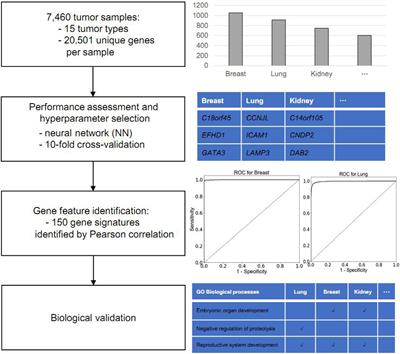 A Neural Network Framework for Predicting the Tissue-of-Origin of 15 Common Cancer Types Based on RNA-Seq Data